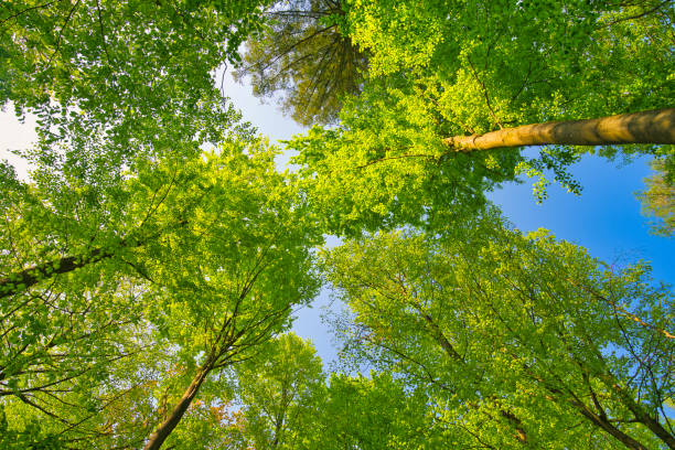 istock A great view up into the trees direction sky in may, Germany 1395387520