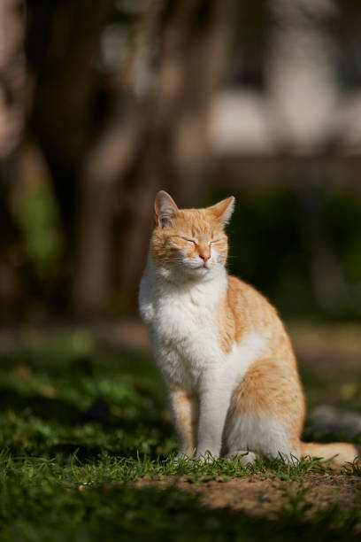 istock Stray cat at the park over green grass 1395387719