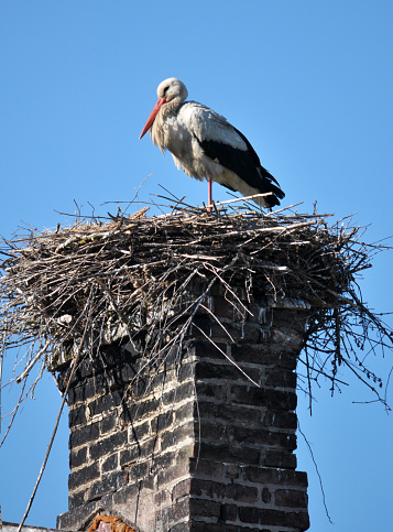 A lone stork stands in a nest on the background of the sky