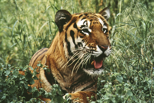 Close Up of Tiger.