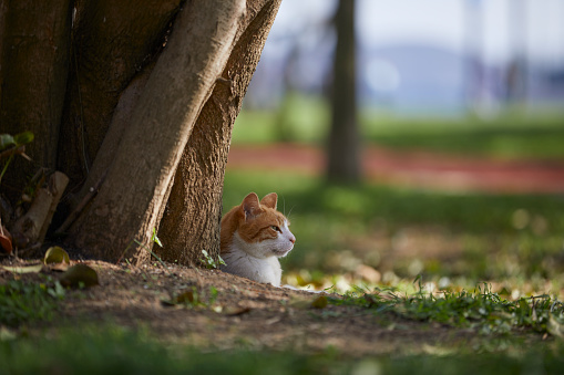 Orange and White color stray cat sitting on grass at a park, with trees in background, istanbul Turkey. Shallow depth of field.