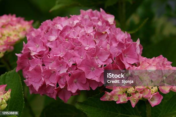 Photo libre de droit de Hortensia banque d'images et plus d'images libres de droit de Beauté - Beauté, Feuille, Fleur - Flore