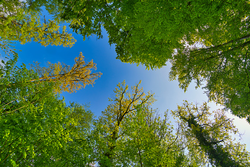 a great view up into the trees direction sky, sunstars, fresh green and blue sky, treetops