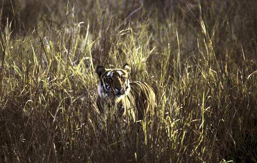 A tiger jumping on a prey in meadow. The jungle law image.