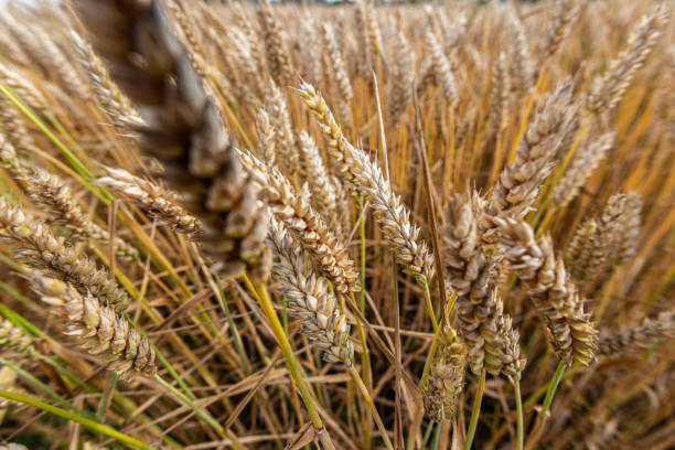 istock Close up of wheat in a field.. 1395389143