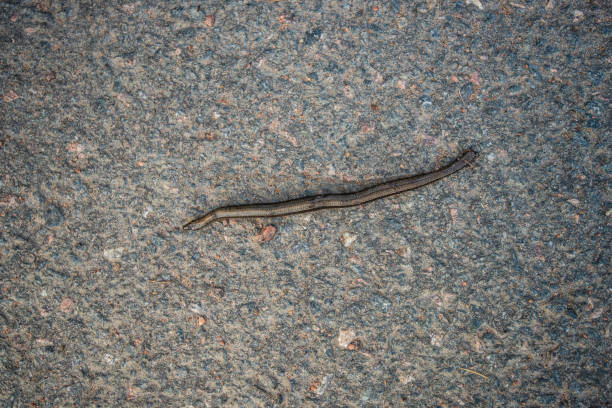 Run over slow worm Anguis fragilis on a road.