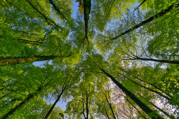 a great view up into the trees direction sky, sunstars, fresh green and blue sky, treetops