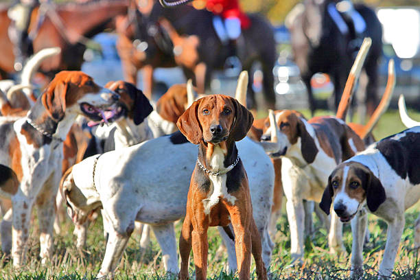 hound dog mit king-size-bett - leader of the pack stock-fotos und bilder