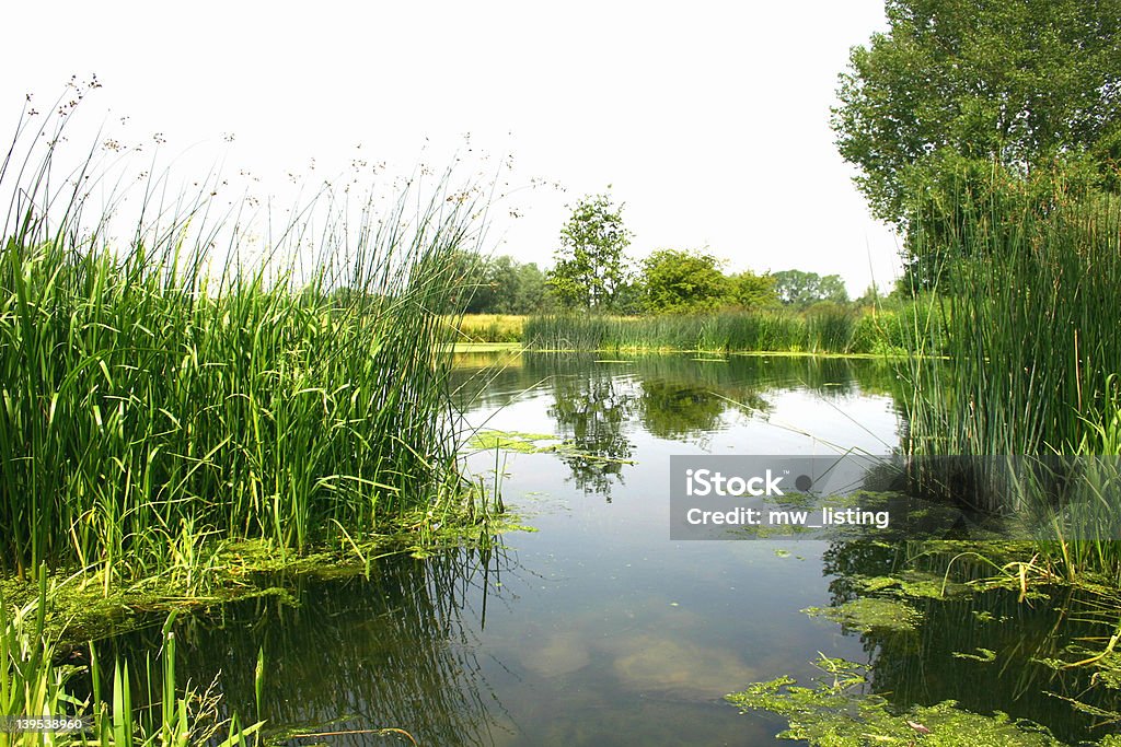 Landschaft, River side - Lizenzfrei Alge Stock-Foto