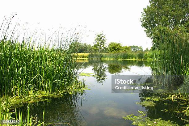 Landschaft River Side Stockfoto und mehr Bilder von Alge - Alge, Am Rand, Bach