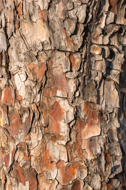 Photo of old bark texture, pine tree forest