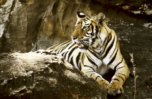 Tiger sitting on rocks.