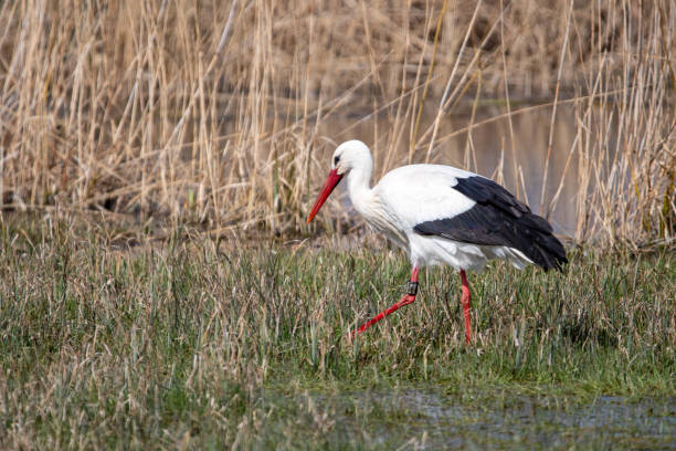 istock Storch when searching for food 1395389734