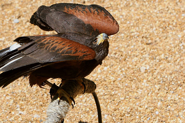 harris hawk aussehen zu lassen. - harris hawk hawk bird of prey bird stock-fotos und bilder