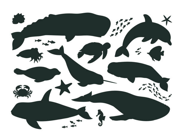 ilustraciones, imágenes clip art, dibujos animados e iconos de stock de siluetas de animales marinos de dibujos animados, fauna de vida oceánica, orcas, delfines y ballenas. criaturas acuáticas submarinas, cachalotes, narvales y símbolos vectoriales de focas ilustraciones establecidas - cachalote