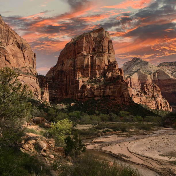 национальный парк зайон - plant sunset utah canyon стоковые фото и изображения