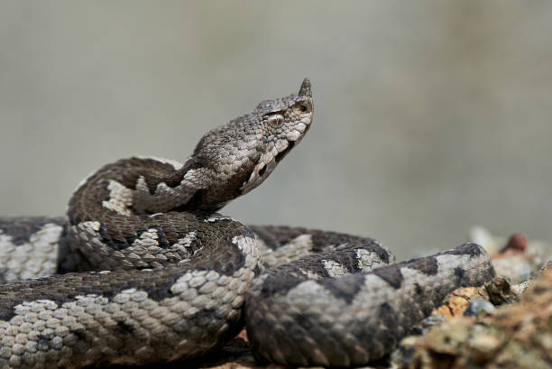 istock Nose-Horned Viper close-up 1395391157