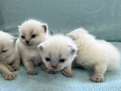 Point Sacred Birman cat.Portrait of white long hair birman cats with blue eyes.