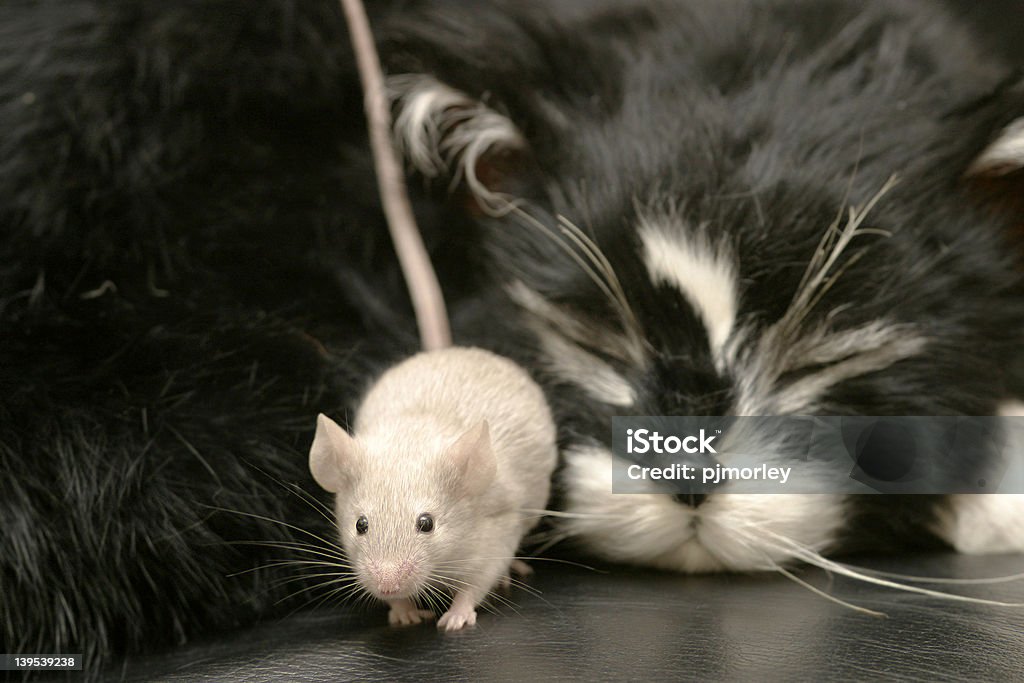 Quietly Does It. A mouse sneaking slowly past a sleeping cat. Domestic Cat Stock Photo