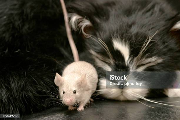 Quietly Does It Stock Photo - Download Image Now - Domestic Cat, Courage, Gambling