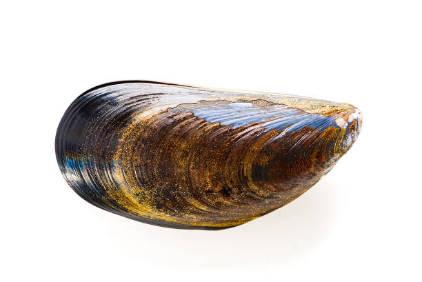 Boiled mussel isolated on a white background. deliciousness