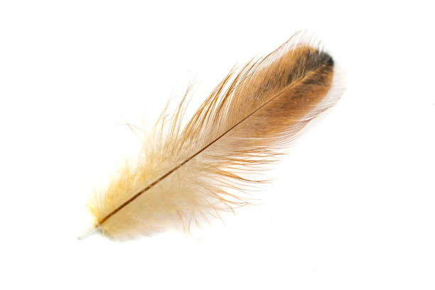 istock brown feather of a hen on a white background 1395392538
