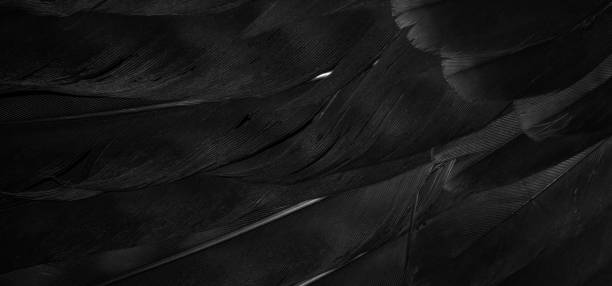 istock black hawk feathers with visible detail. background or texture 1395392540