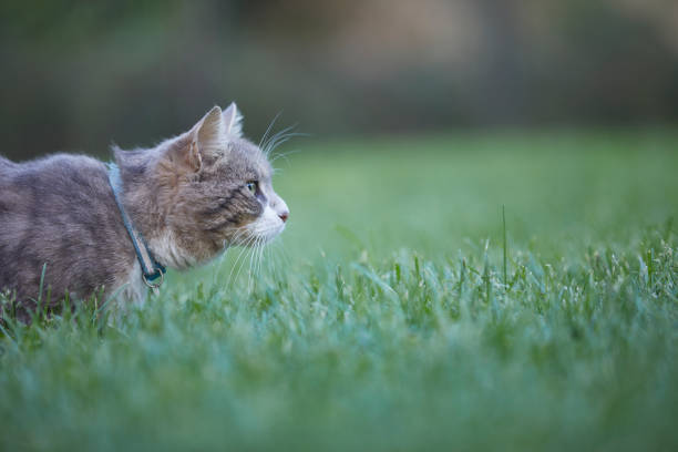 istock Gray cat at the park over green grass 1395392609
