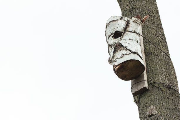 wooden birdhouse in the forest on a high tree with copy space