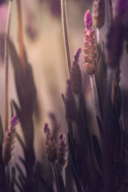 istock Lavender flowers blooming 1395392738