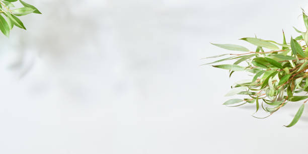 istock Natural white background with branches and green leaves. Mock up for displaying works 1395393349