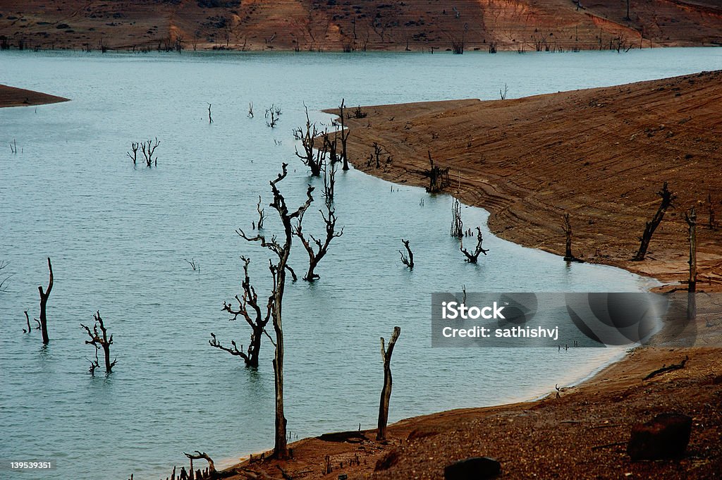 Toten Bäumen im Wasser - Lizenzfrei Ausgedörrt Stock-Foto