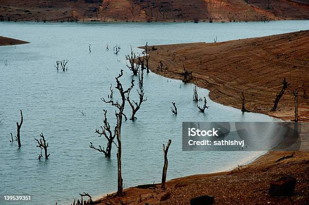 Toten Bäumen Im Wasser Stockfoto und mehr Bilder von Ausgedörrt - Ausgedörrt, Baum, Fotografie