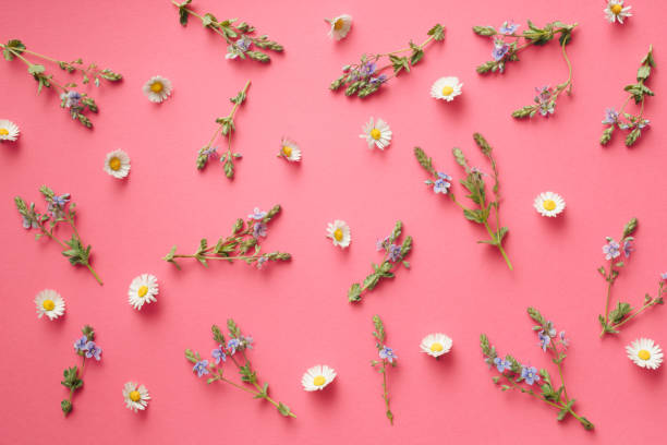 istock Flowers composition made of various colorful flowers on pastel pink background. Easter, spring, summer concept. Flat lay, top view. 1395393589
