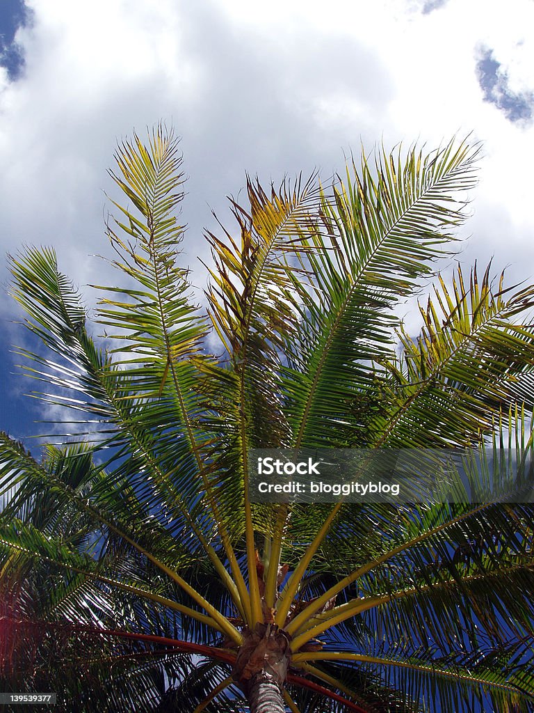 Palm dans les nuages - Photo de Arbre libre de droits