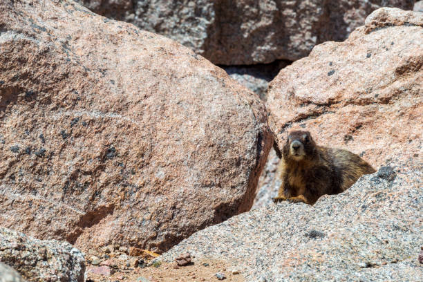 istock Yellow Bellied Marmot on Mount Evans, Colorado 1395394701