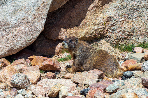 An adult yellow bellied marmot locate in a rocky area near the summit of Mount Evans in Colorado.