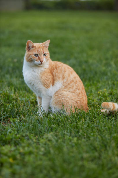 istock Stray cat at the park over green grass 1395394928