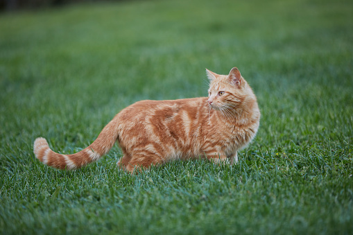 Orange and White color stray cat sitting on grass at a park, with trees in background, istanbul Turkey. Shallow depth of field.