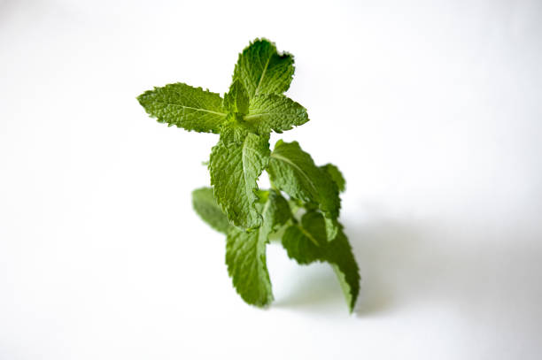 top view of Mint plant
