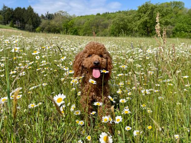 istock Red poodle in the meadow of daisies 1395395549