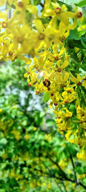 istock Bee on the yellow flowers 1395395791