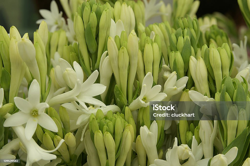 Mercado de produtores Tuberosa flores - Foto de stock de Tuberosa royalty-free