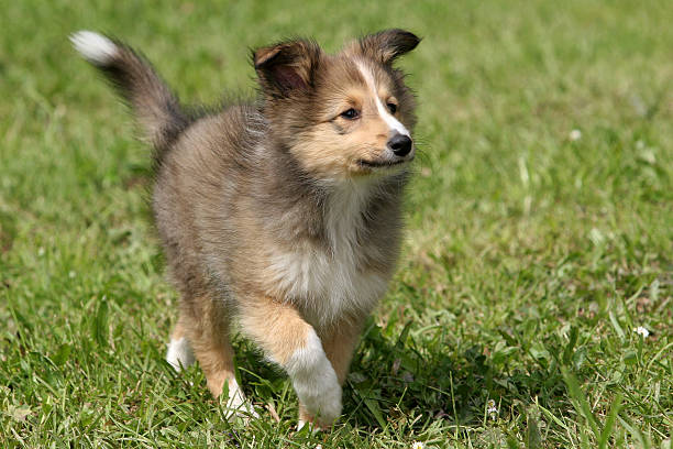 Sheltie cucciolo - foto stock