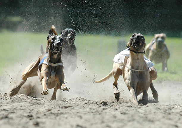 istock dogs on racetrack 139539628