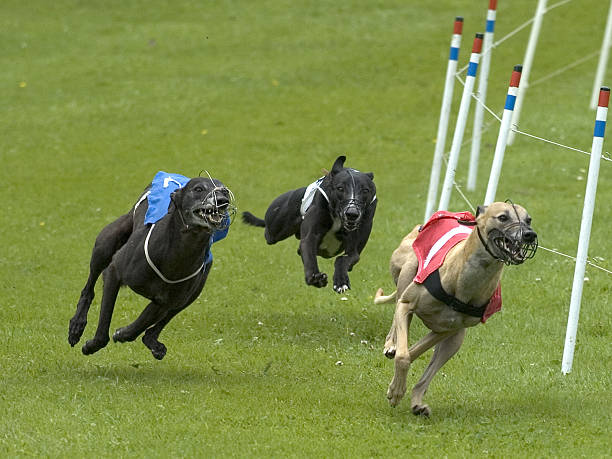 istock dogs on racetrack 139539629