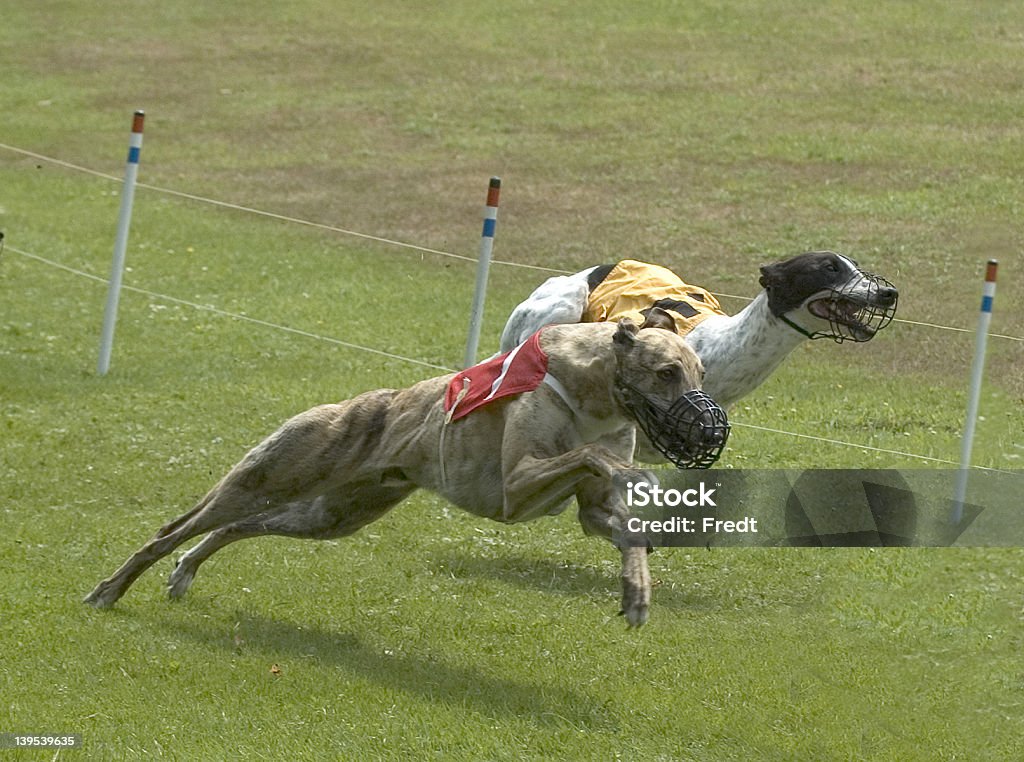 greyhounds で競馬場 - グレイハウンドのロイヤリティフリーストックフォト