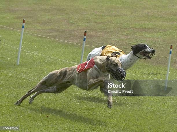 Greyhounds Na Racetrack - zdjęcia stockowe i więcej obrazów Greyhound - Greyhound, Kaganiec, Nos zwierzęcia