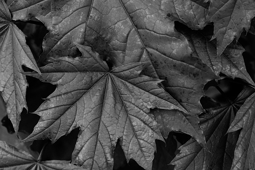 Dry Gray Maple leaves