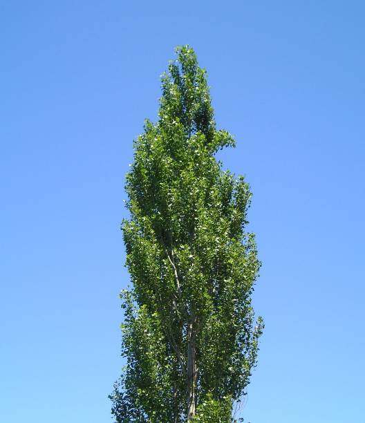 istock Blue Sky, Narrow Treetop 139539853